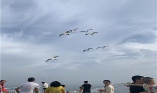 烟台至大连船票价格